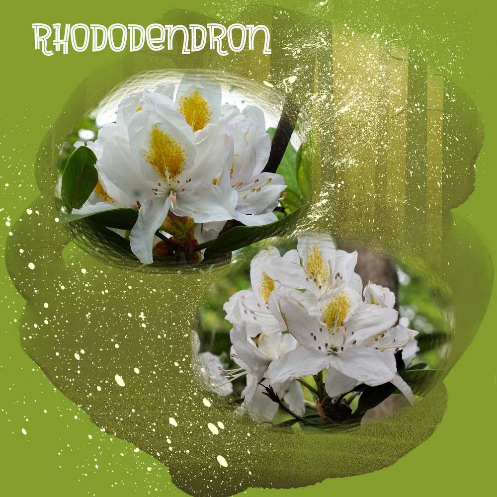 Rhododendron
