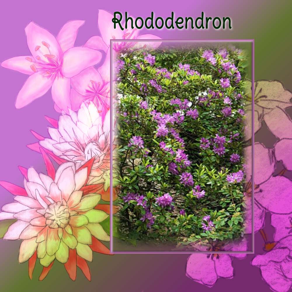 Rhododendron