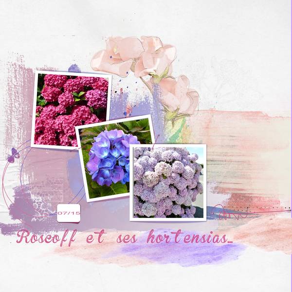Roscoff et ses hortensias...