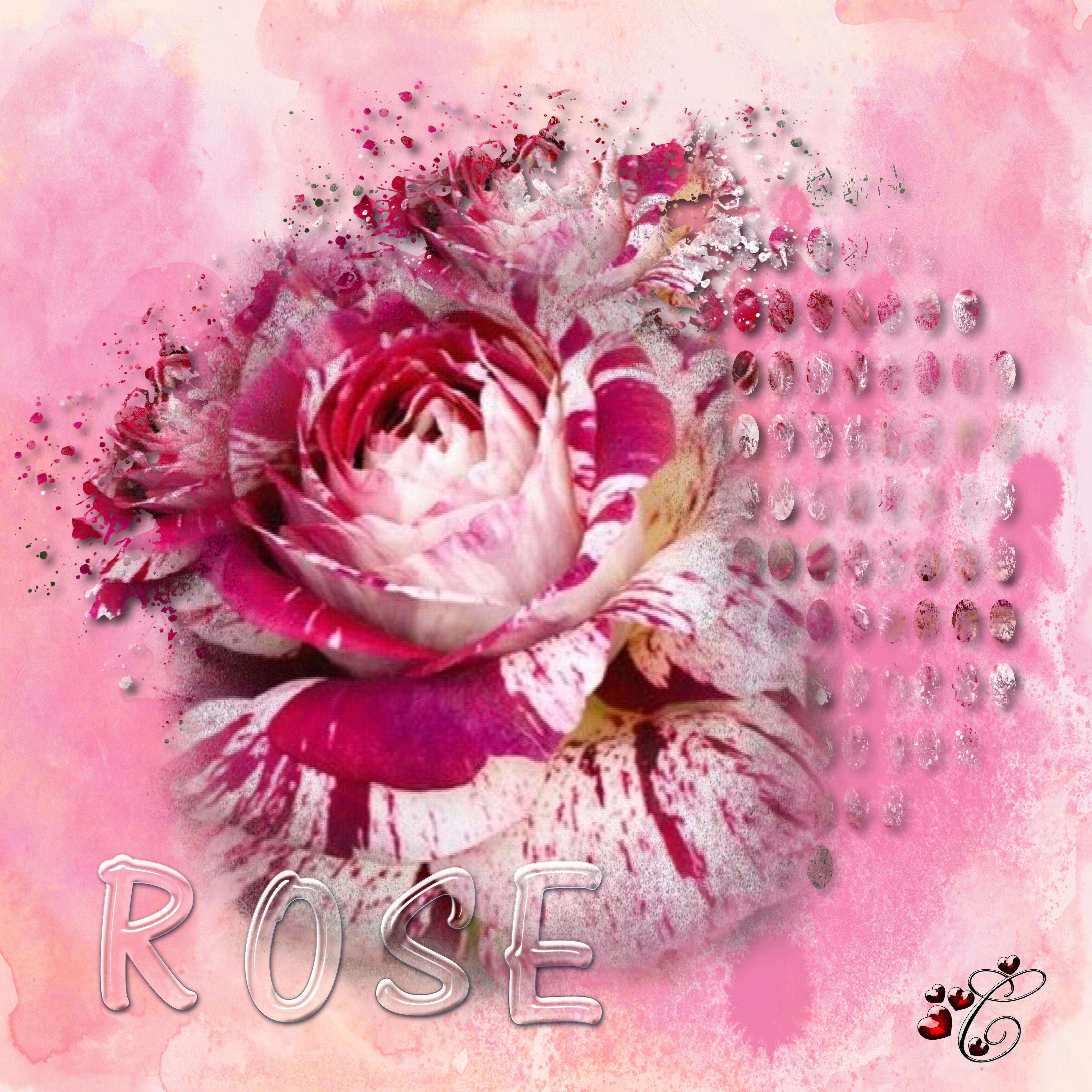 rose.  Christine