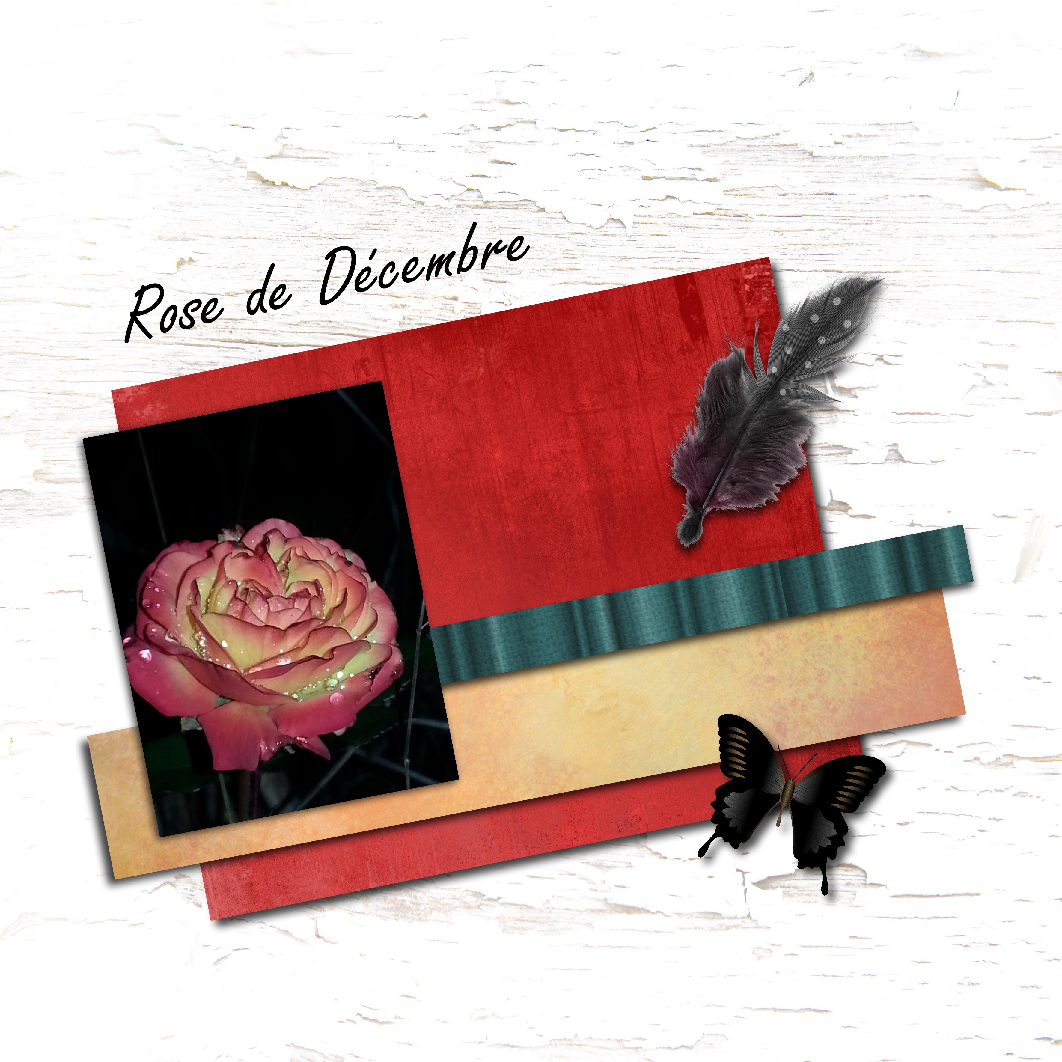 Rose de décembre.jpg