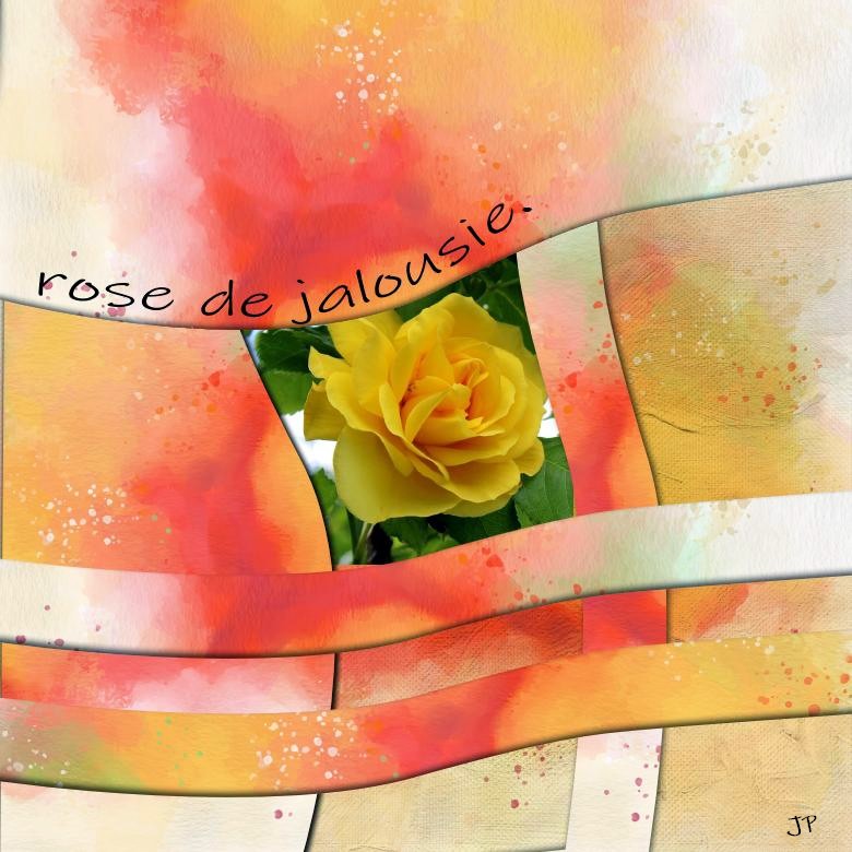 rose de jalousie.jpg