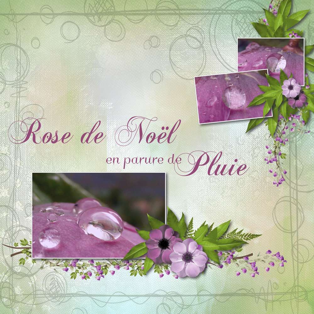 Rose de noel sous la pluie