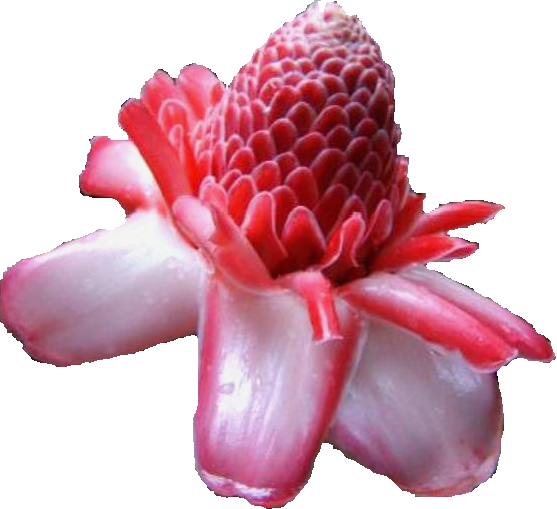 rose de porcelaine de Corrine