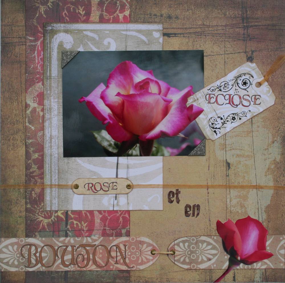 Rose éclose ou en bouton