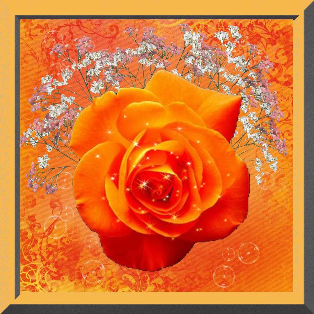 rose orange
