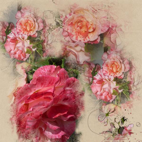 Rose Paparazzi... sur papier peint anglais...