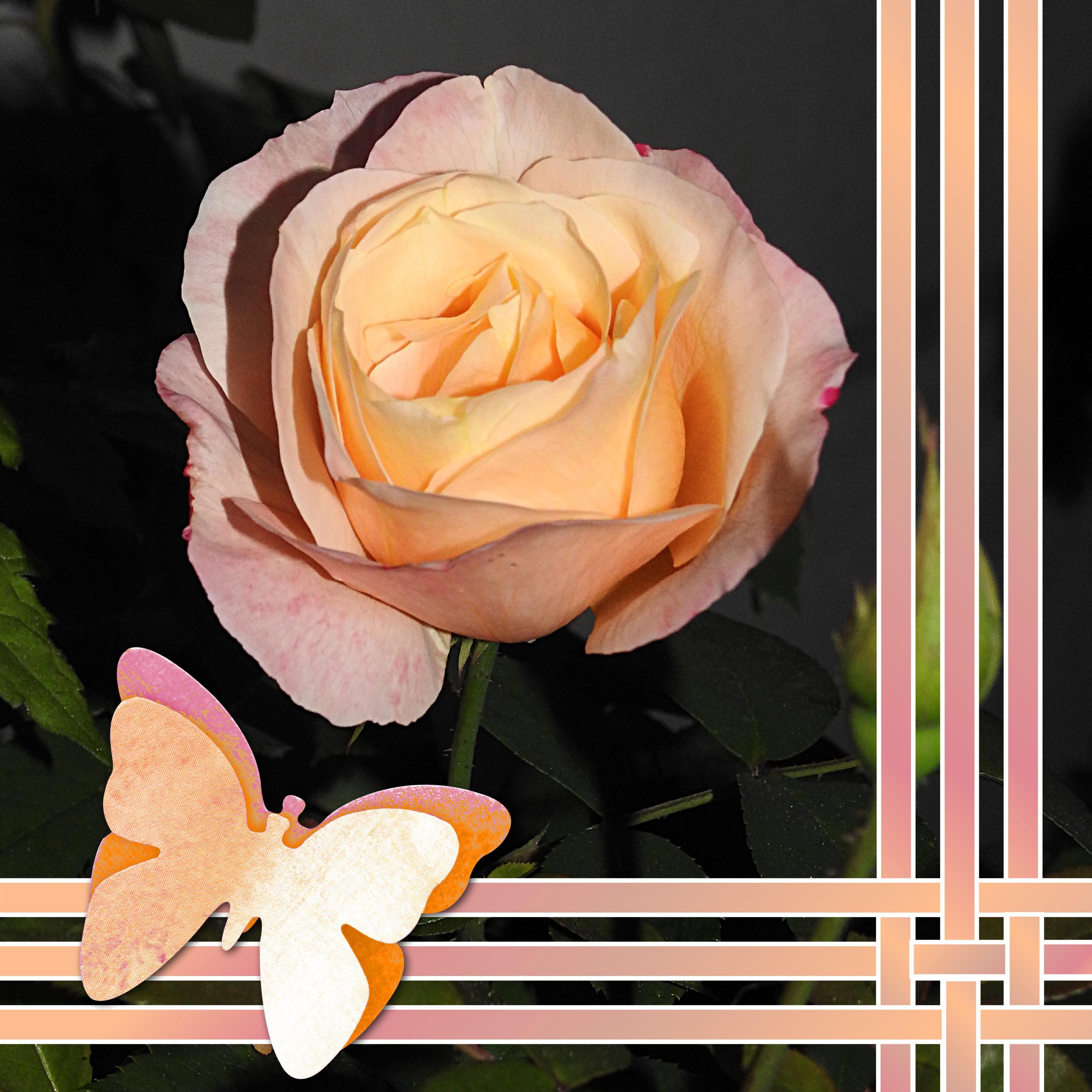 ROSE REINE DES FLEURS.