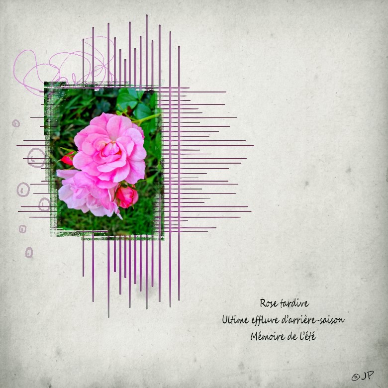 rose tardive .jpg