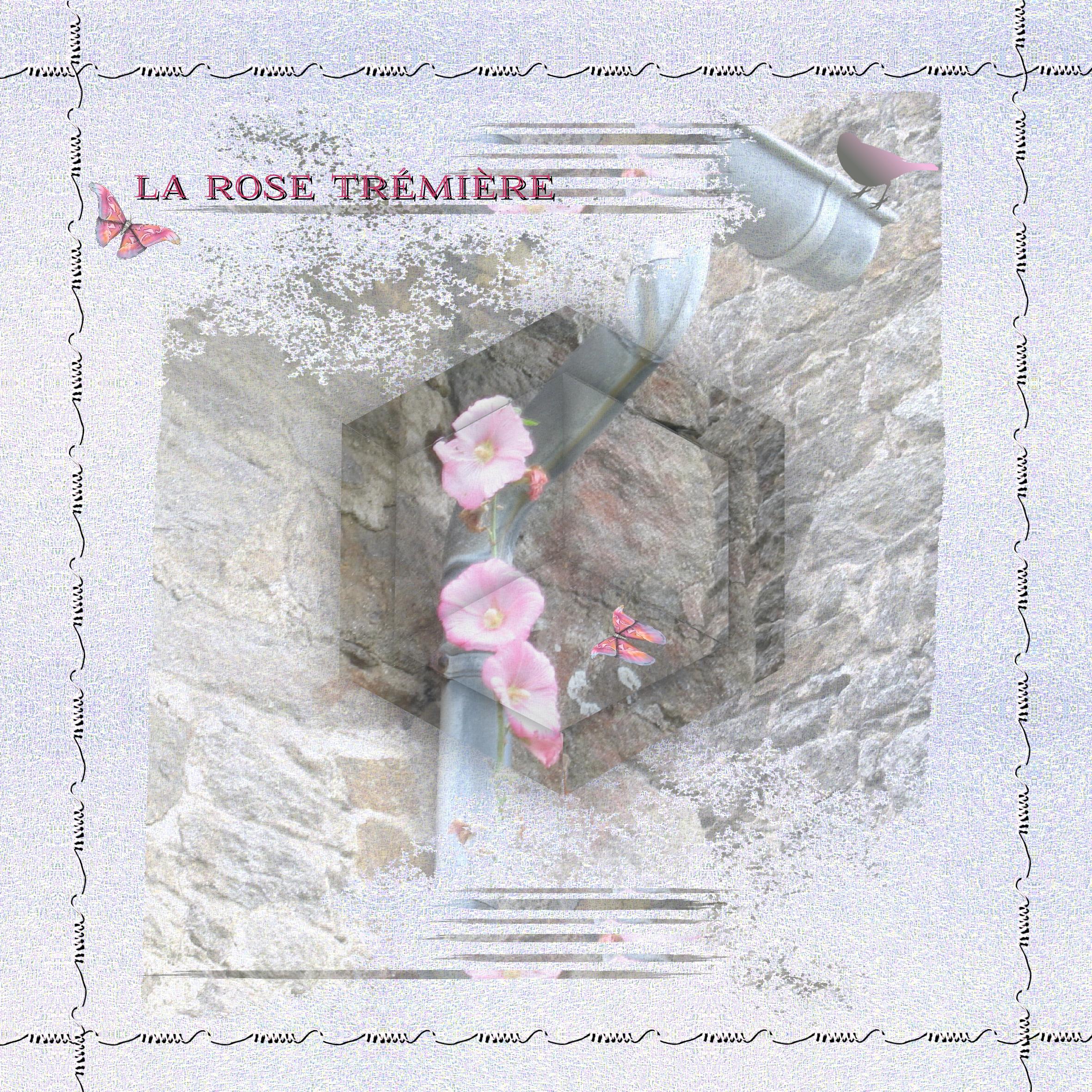 Rose trémière.jpg