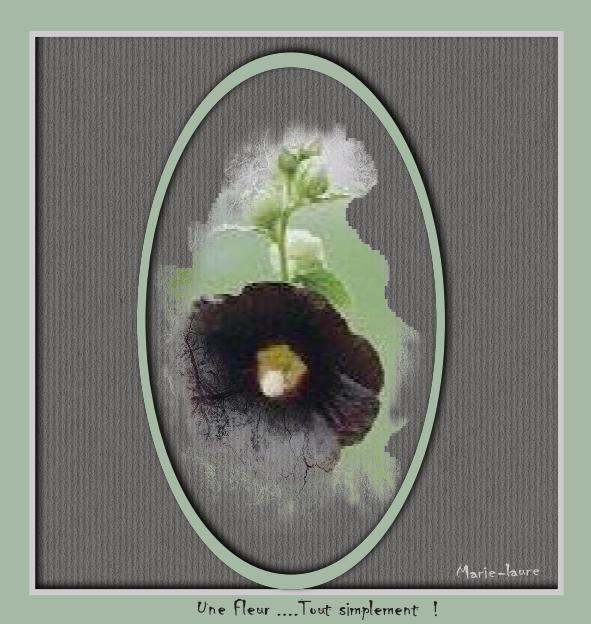 Rose trémière noire ...