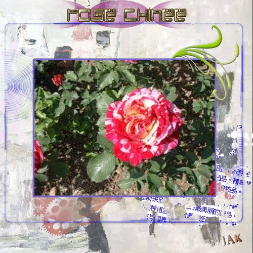 rose