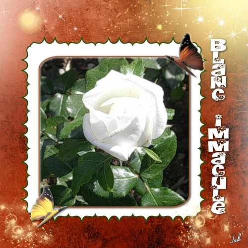 rose