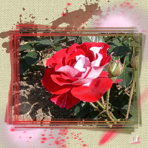 rose