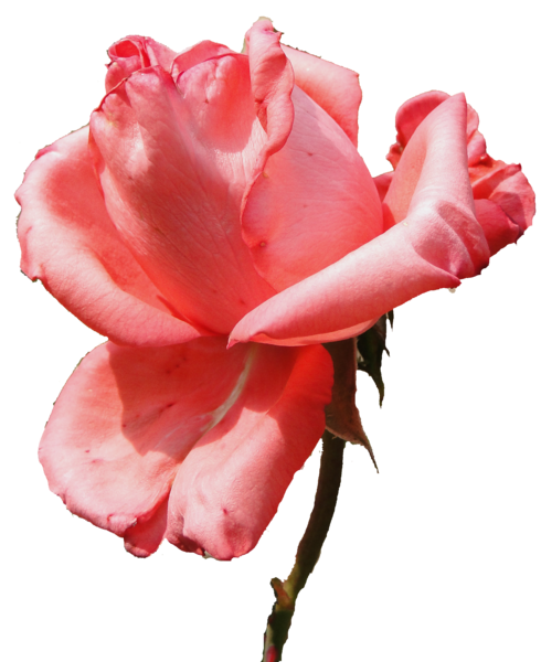 ROSE_SAUMON_DU_JARDIN