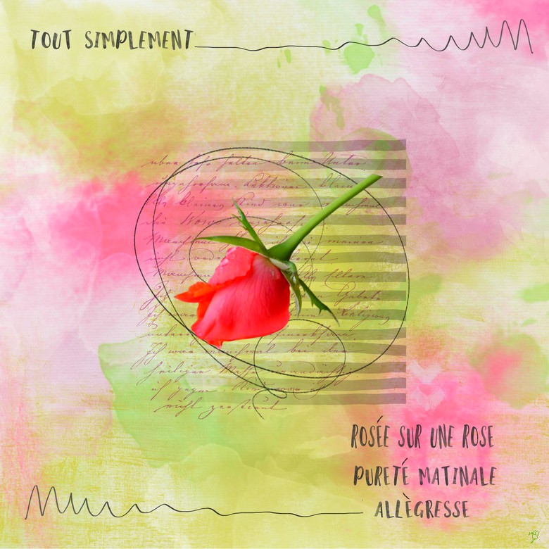 rosée sur une rose.jpg