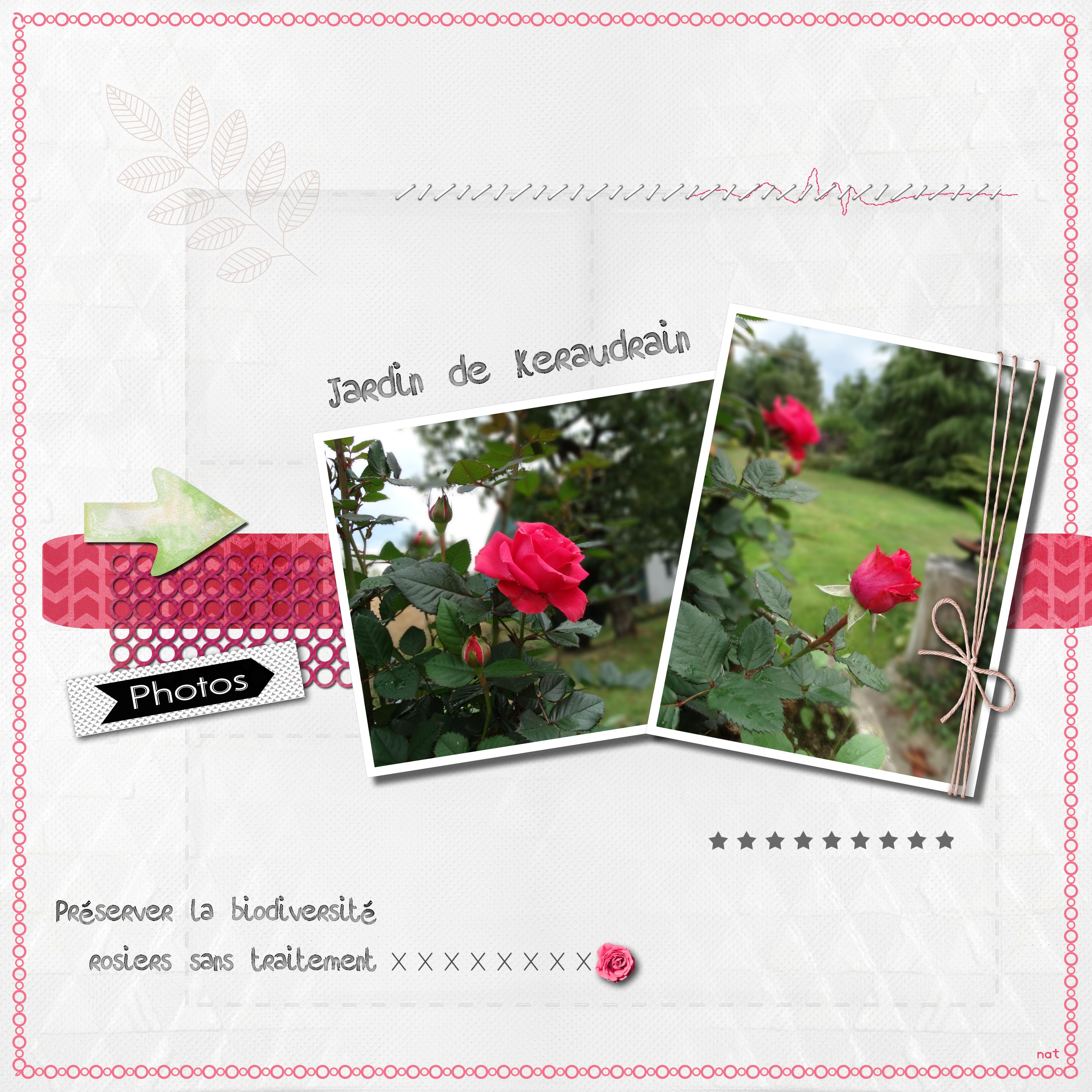 roses à Keraudrain.jpg