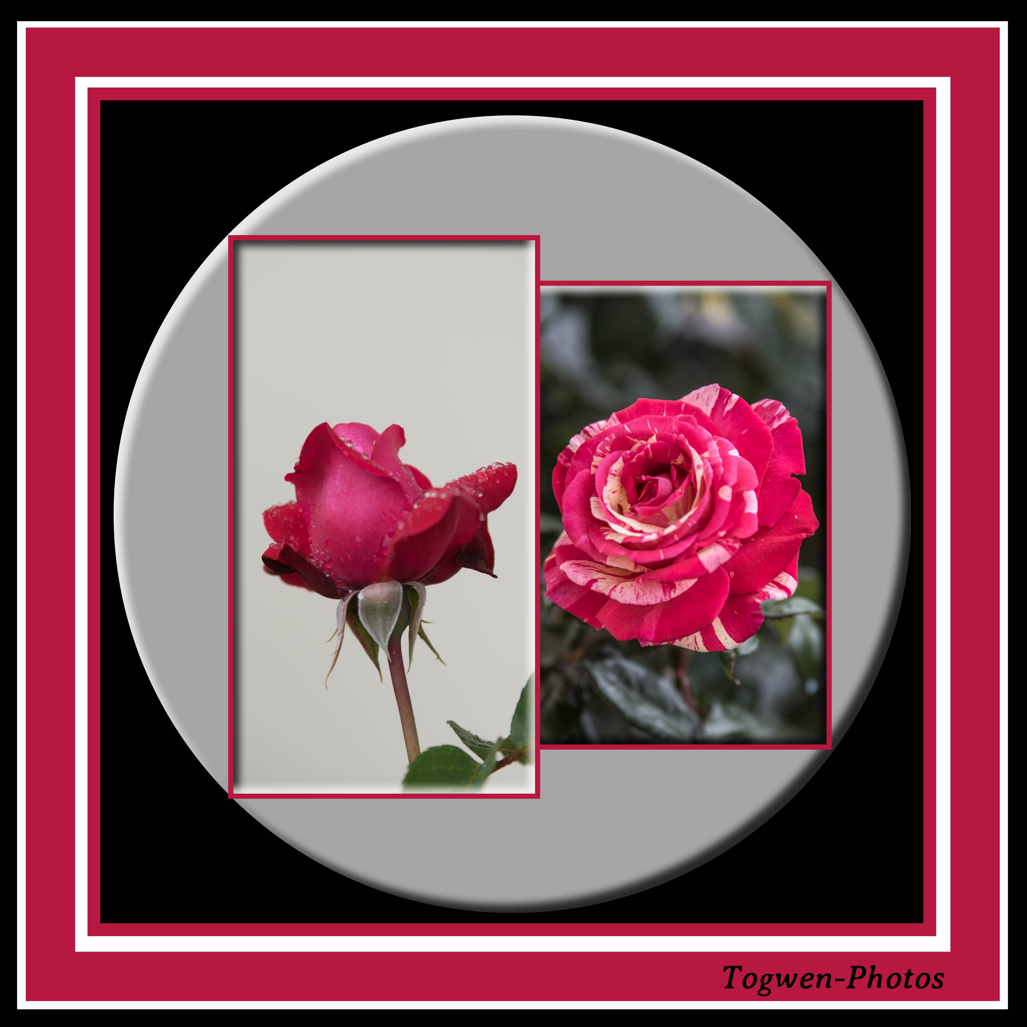 Roses au jardin II.jpg