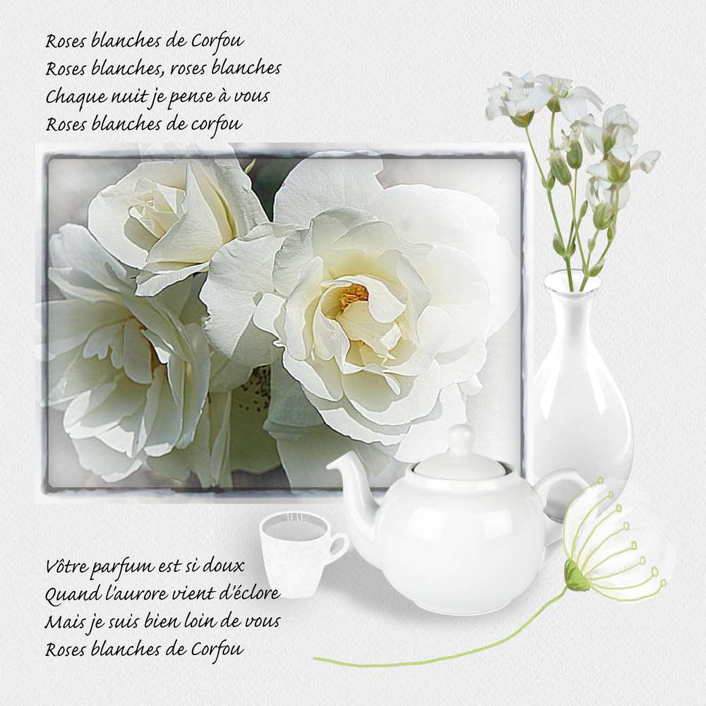 Roses blanches