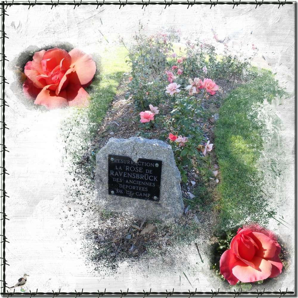 roses de Ravensbrück