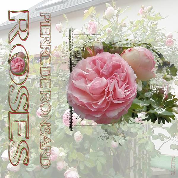 roses Pierre de Ronsard  juin2015