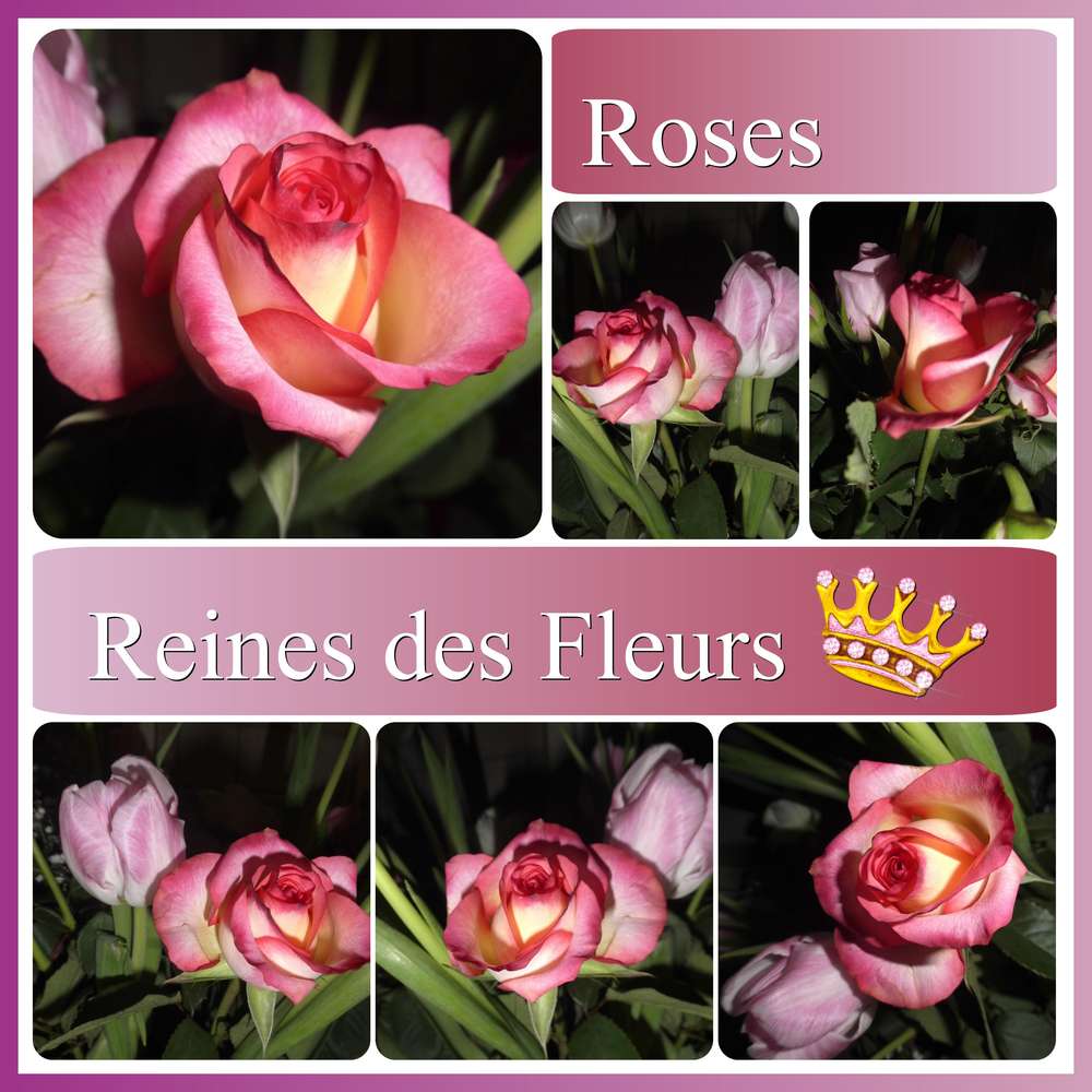 ROSES REINES DES FLEURS