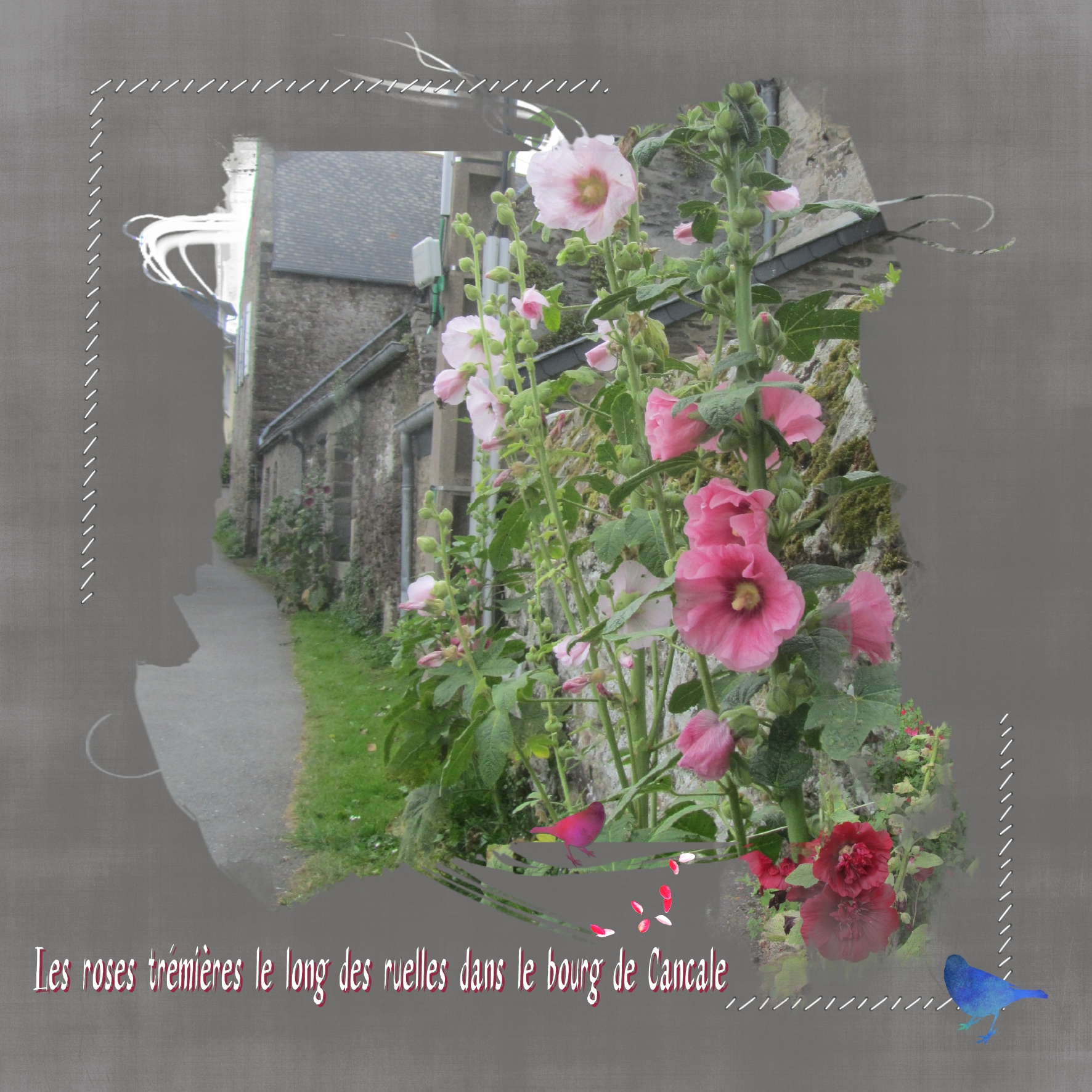 Roses trémières.jpg