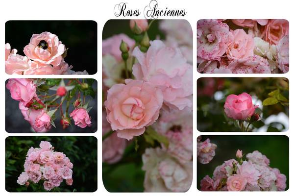 Roses_Anciennes