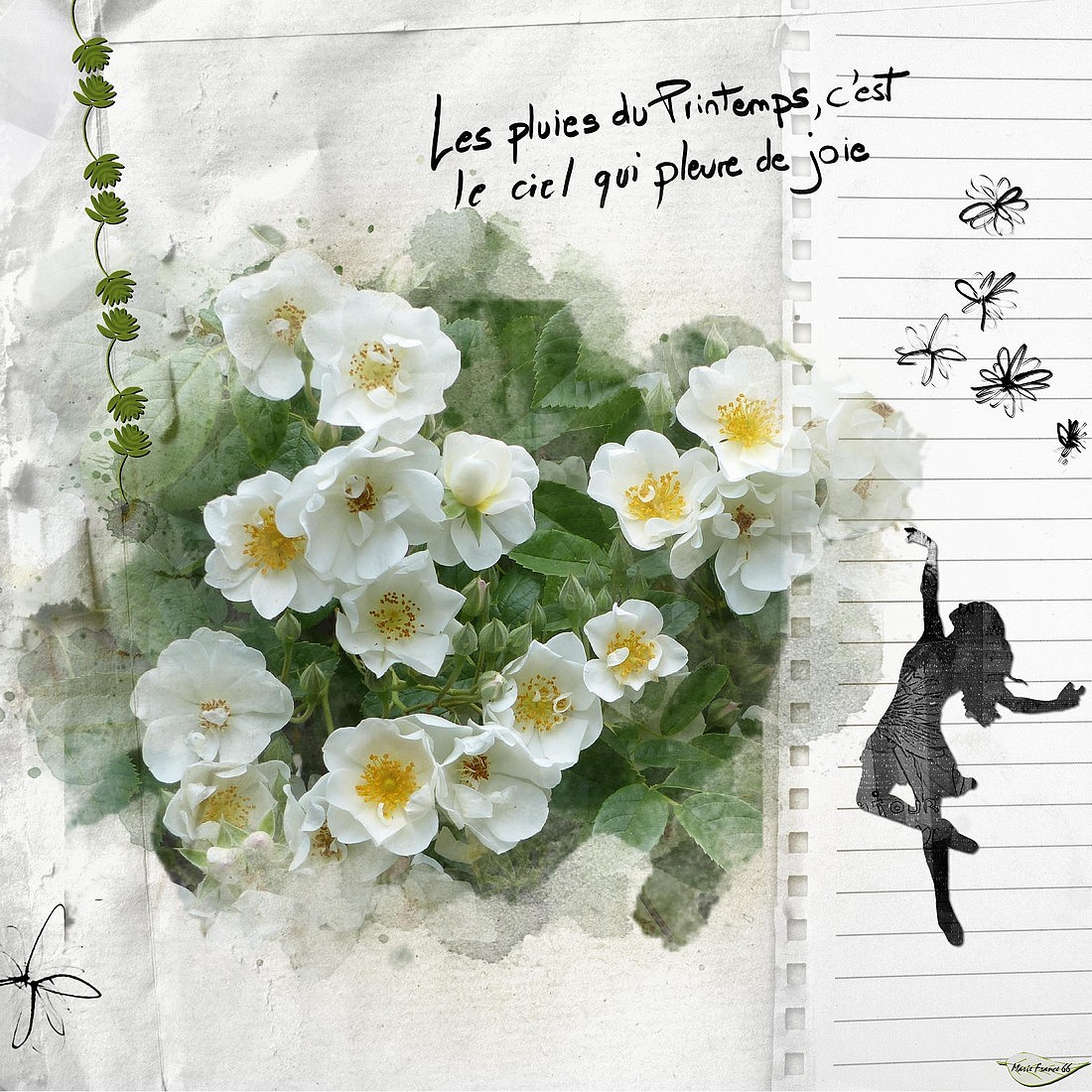 Rosier ancien cucugnan 1.jpg