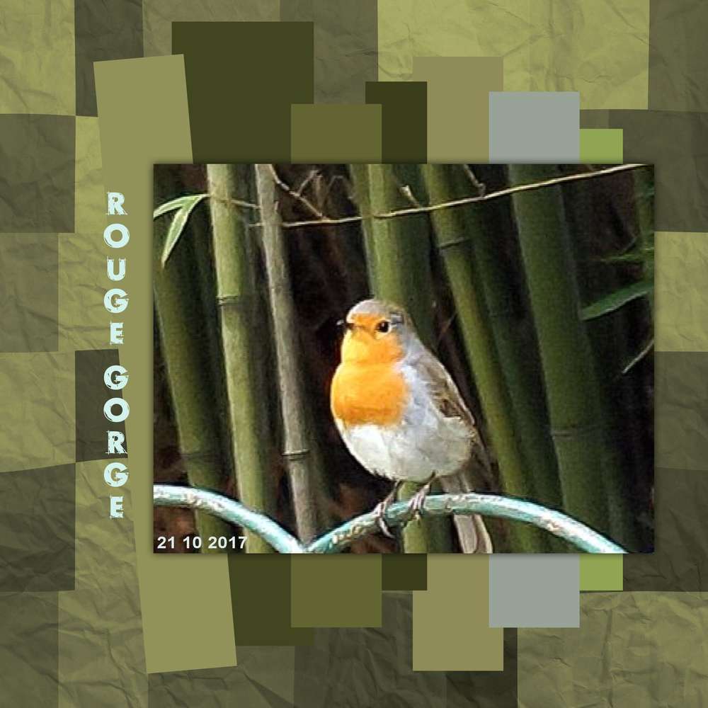 Rouge gorge