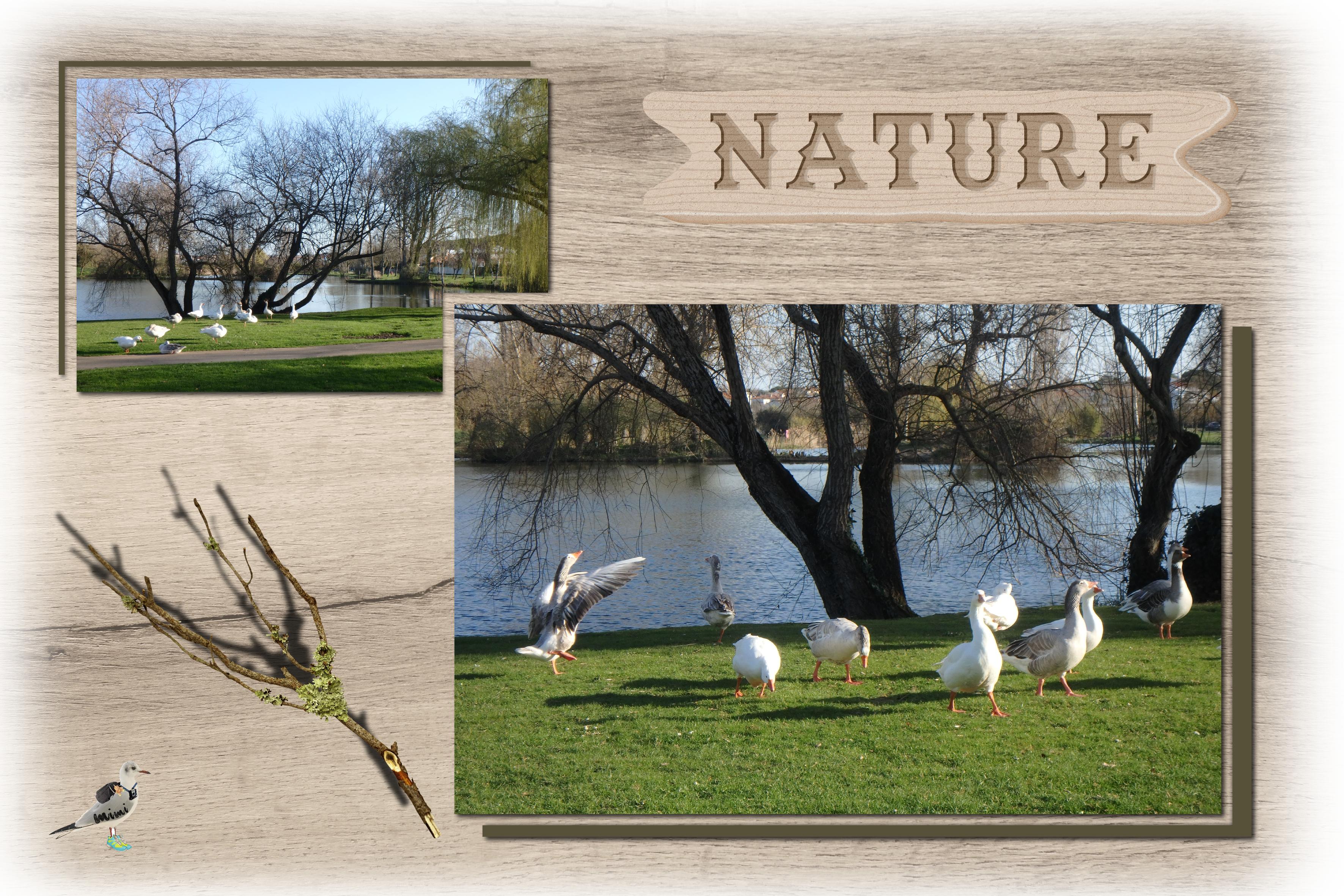 Royan-étang de la Métairie-1er mars.jpg