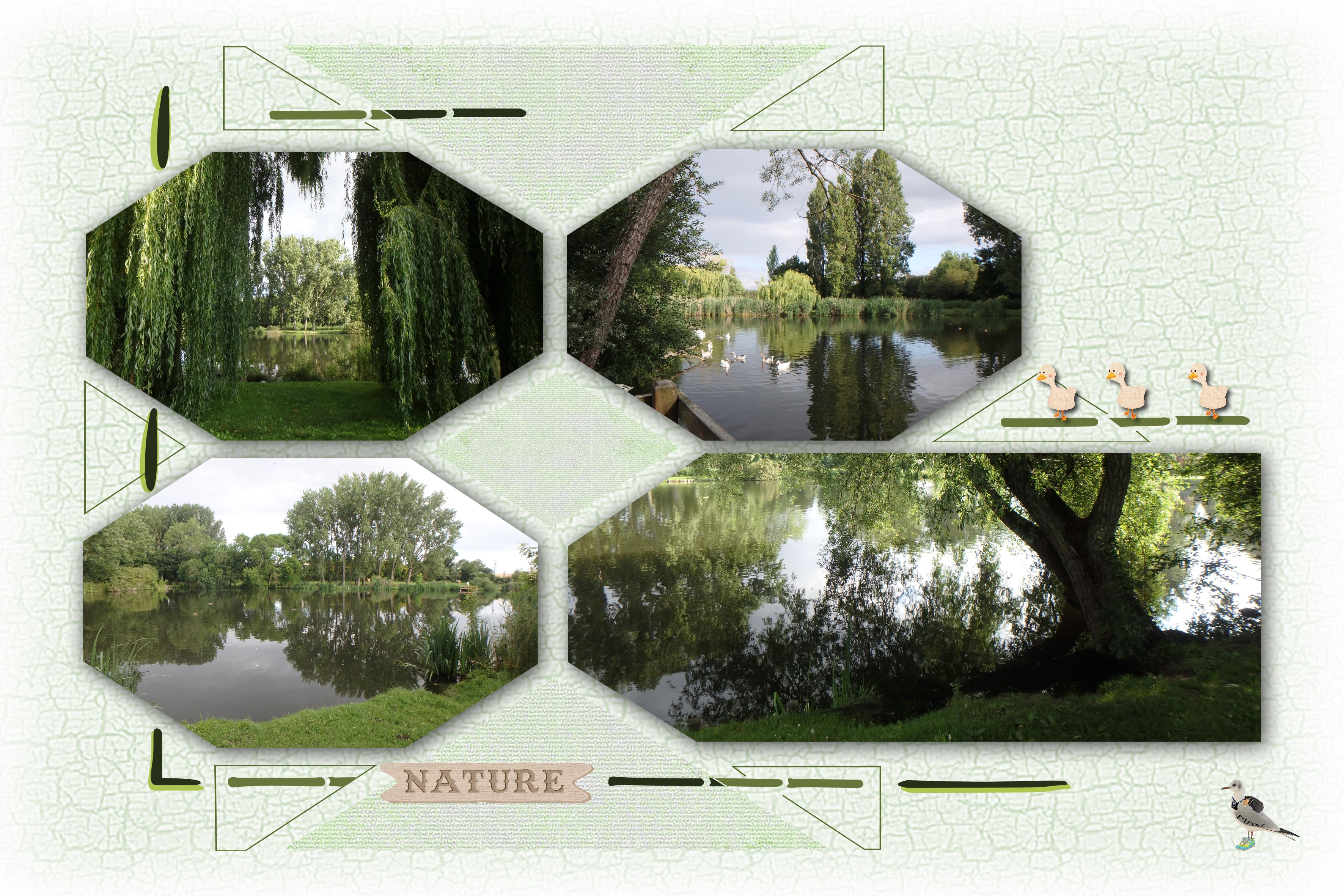 Royan-étang la Métairie-8h20-30juin.jpg