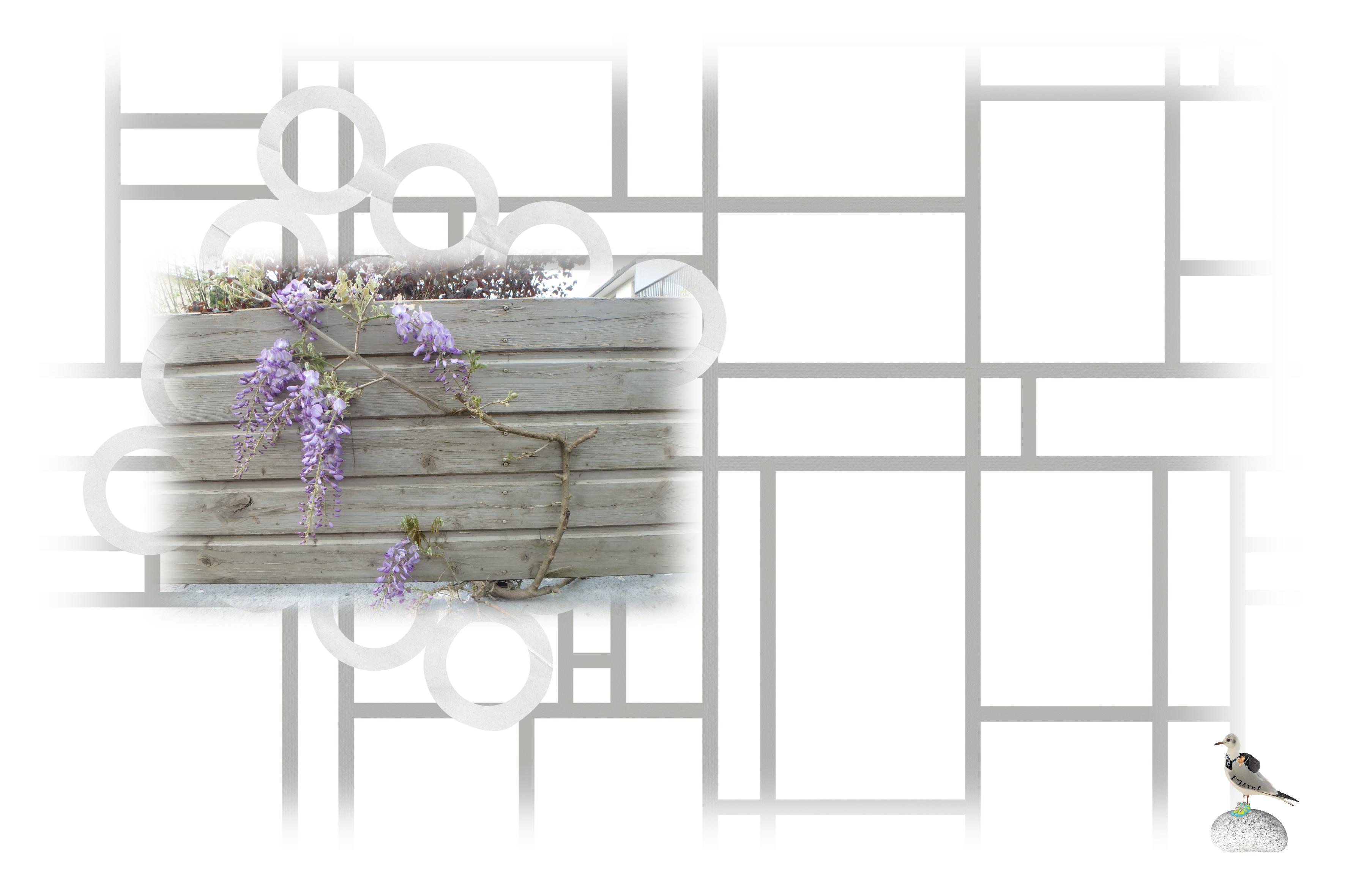 Royan-glycine-09 avril.jpg