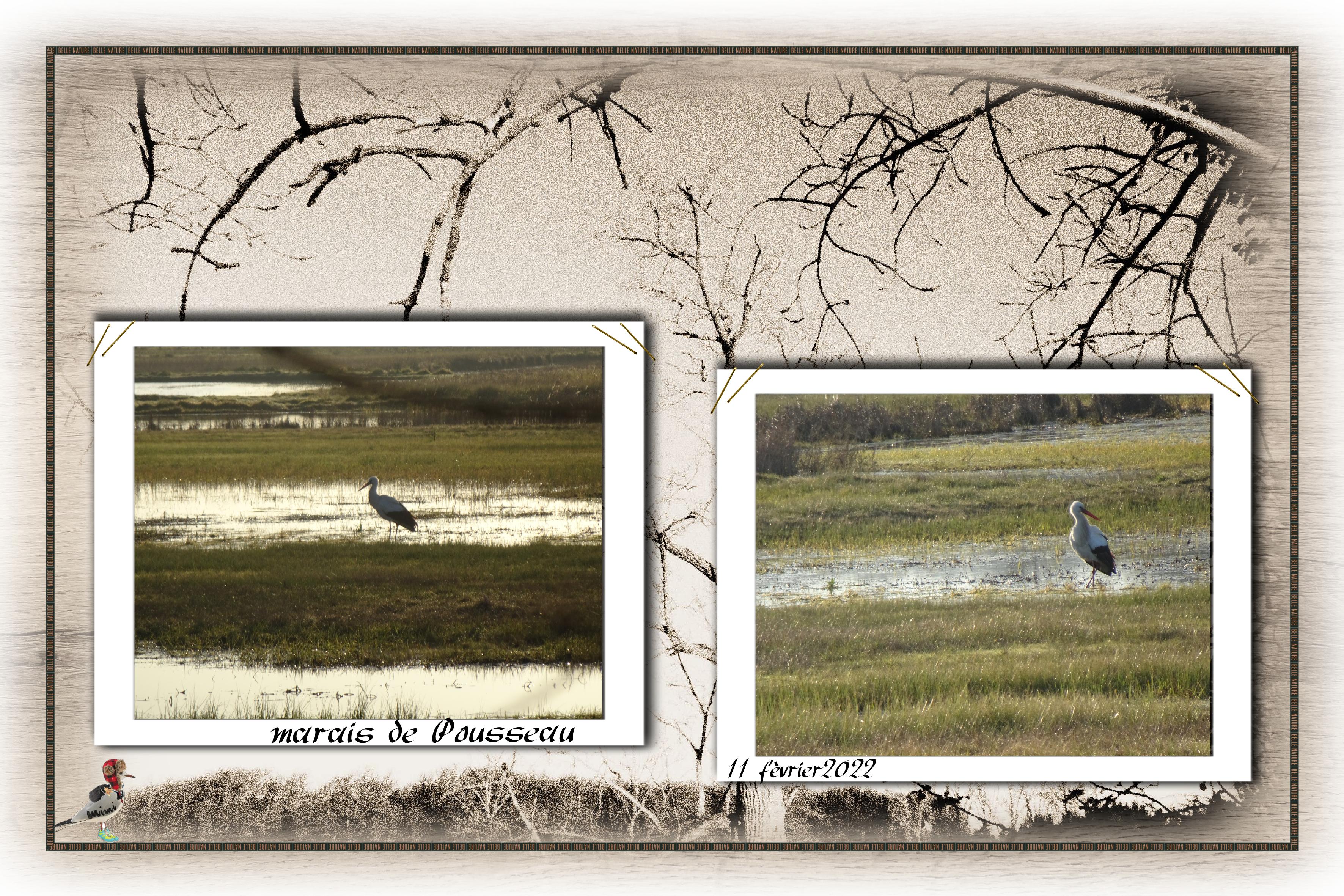 Royan-marais de Pousseau-11fév.jpg