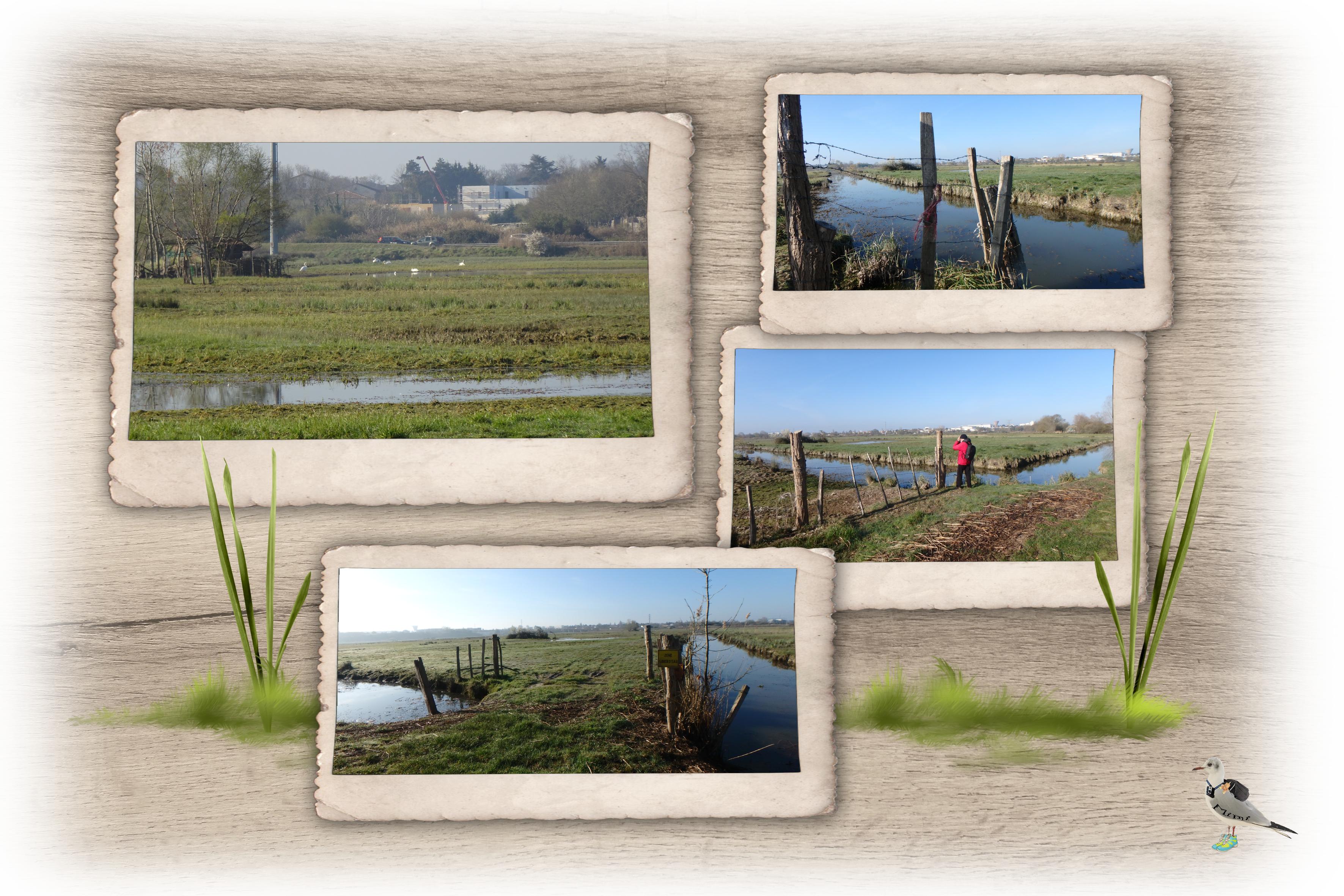 Royan-marais Pousseau-24mars.jpg