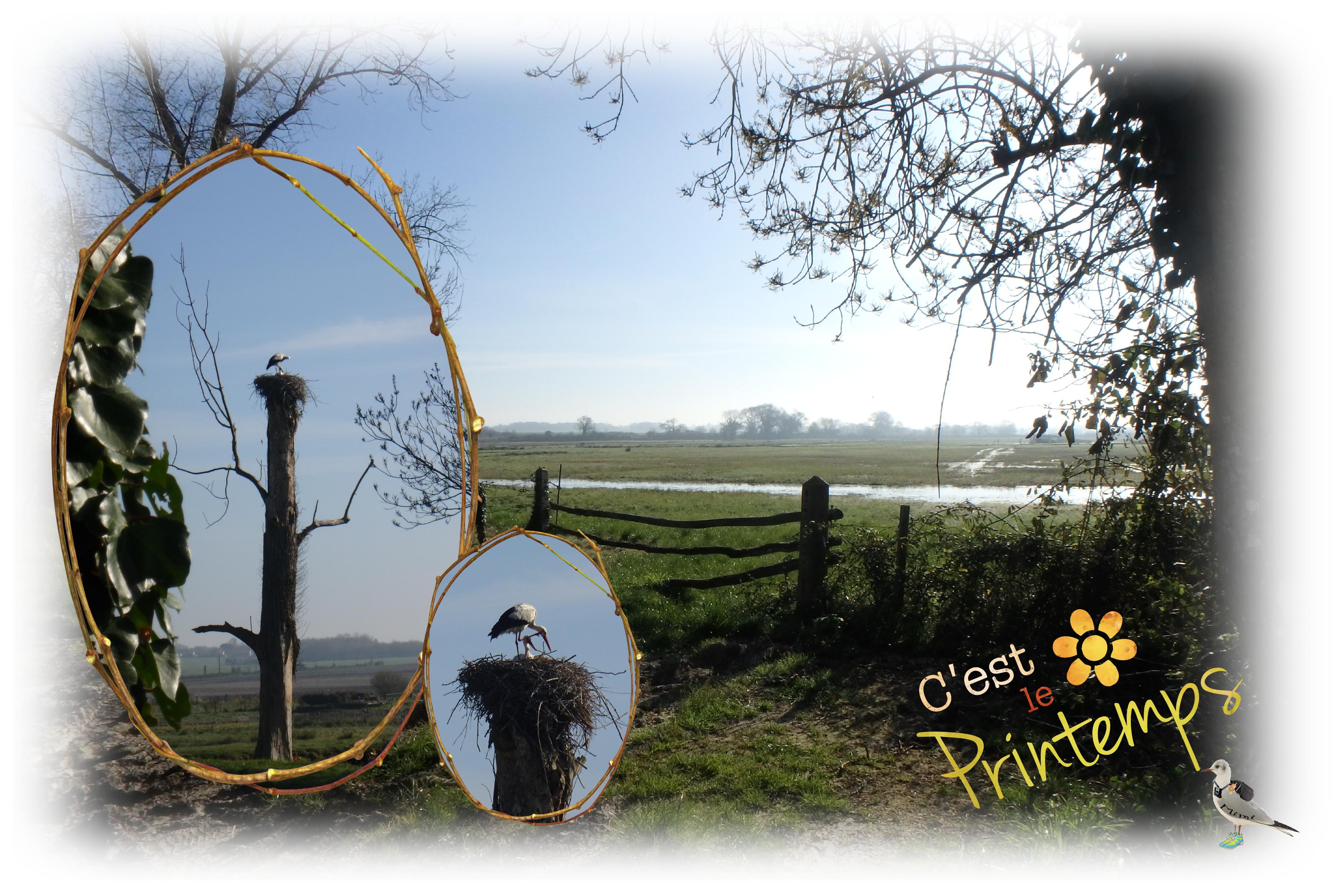 Royan-marais  Pousseau-cigognes-24mars.jpg
