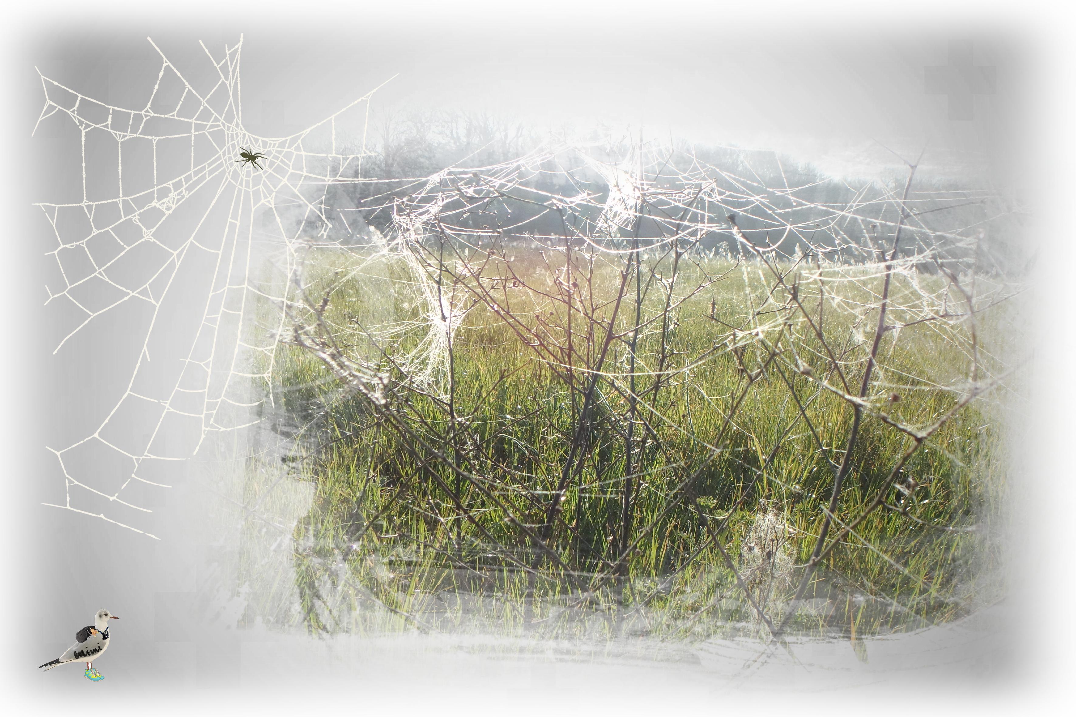 Royan--marais Pousseau-toiles araignées-24mars.jpg
