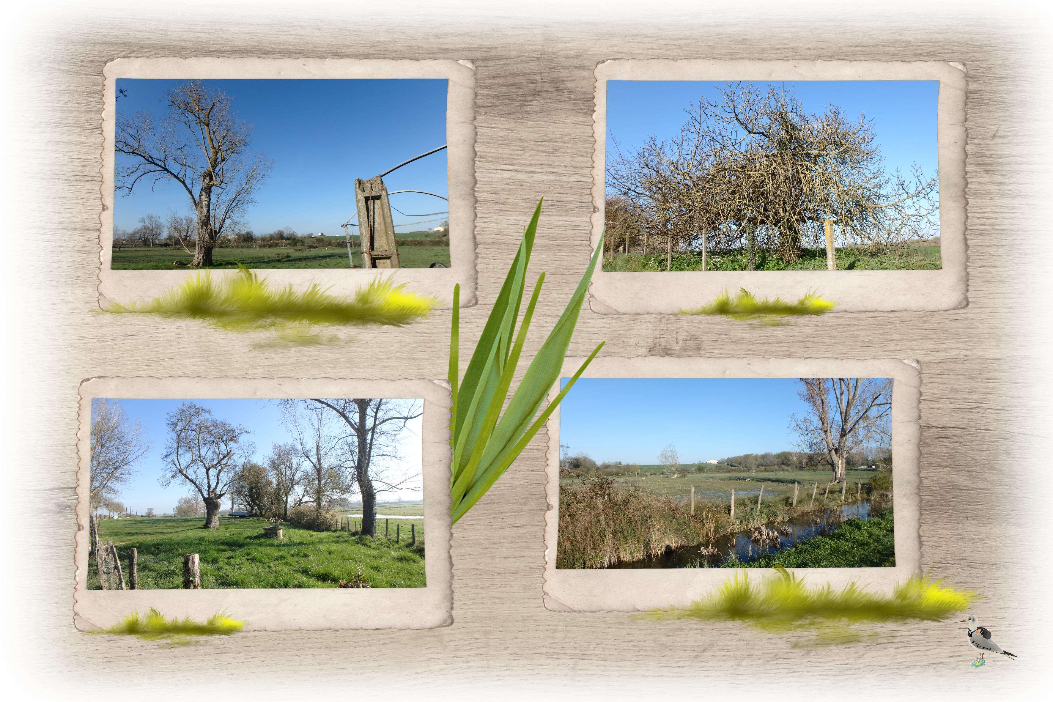 Royan-marais Pousseau-vx arbres-24mars.jpg