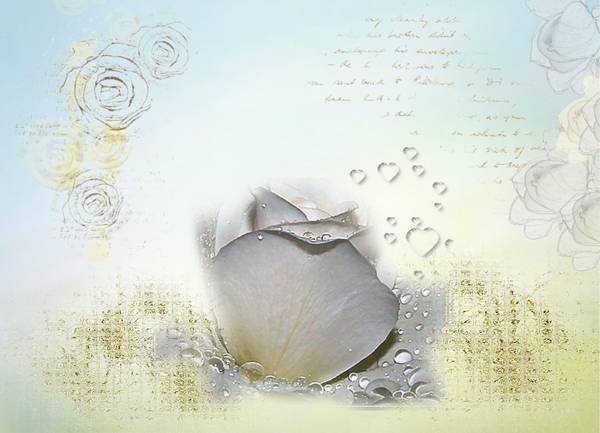 Sa majesté...la Rose. Ma fleur préférée