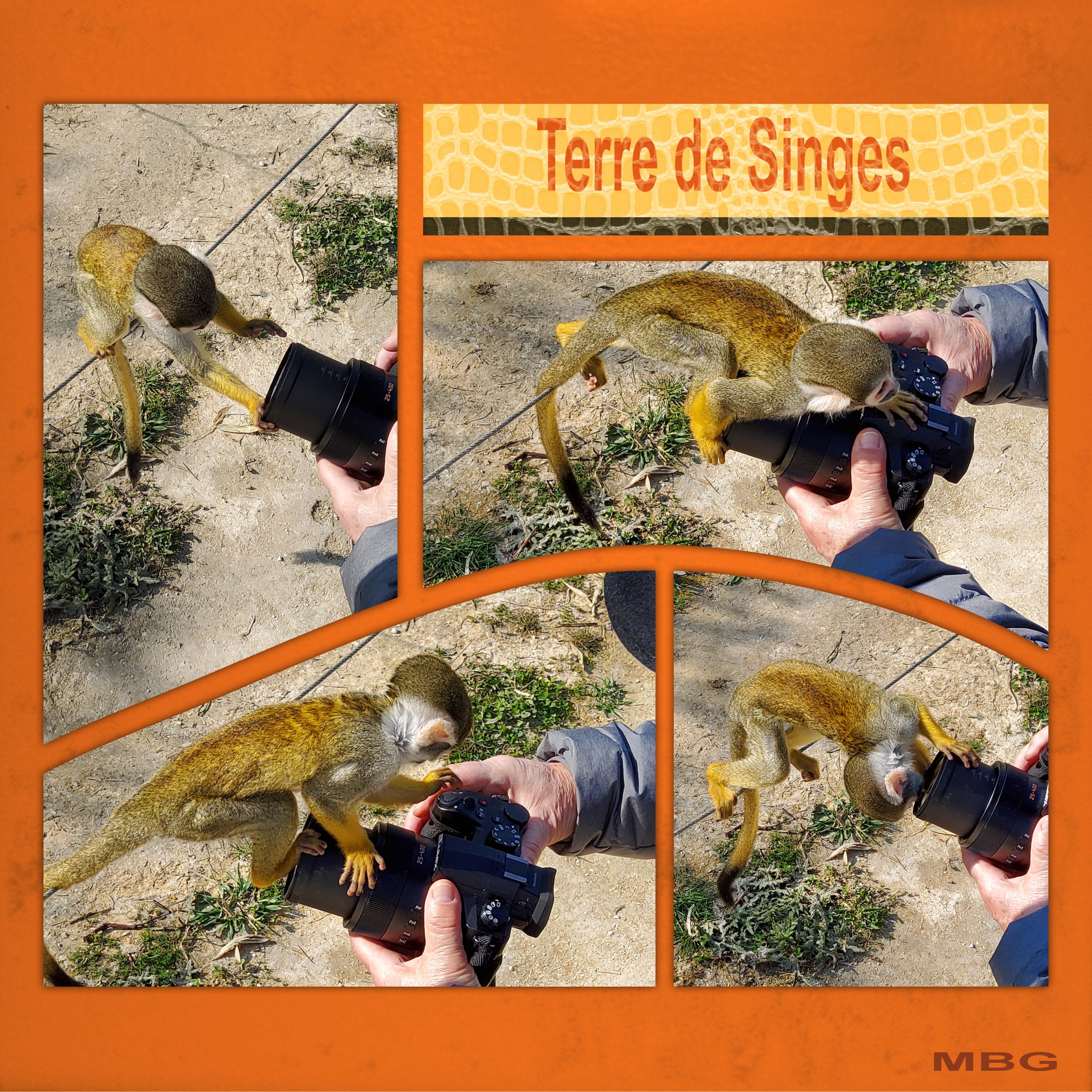 Saïmiri du Pérou (page 3).jpg