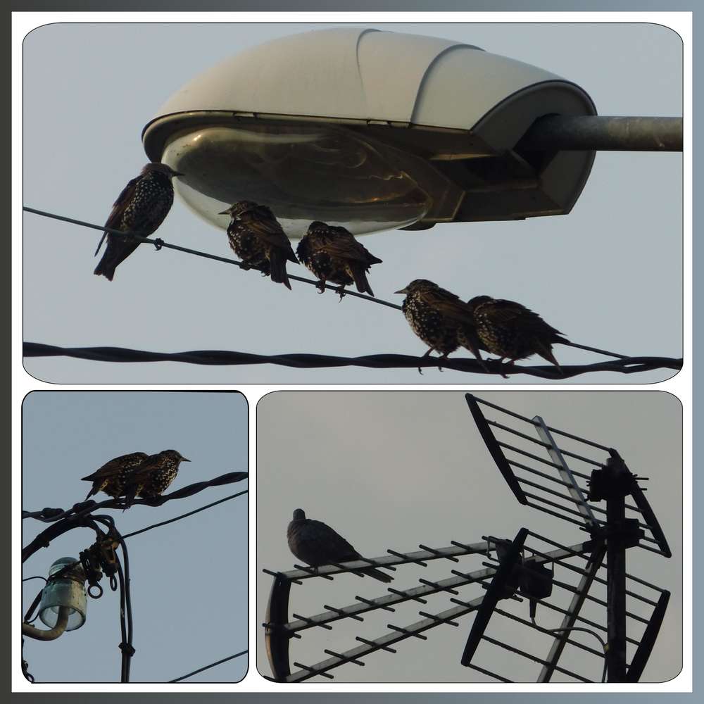 SANSONNETS  ET TOURTERELLE