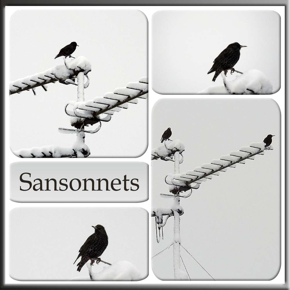 SANSONNETS