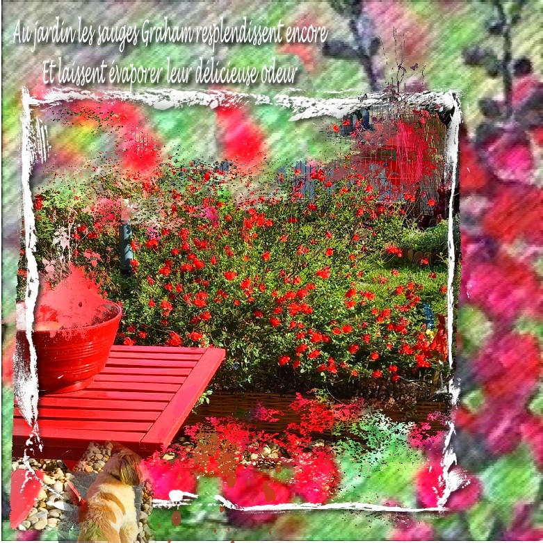 sauge au jardin titre.jpg