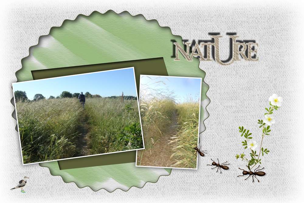 Saujon-le chemin......