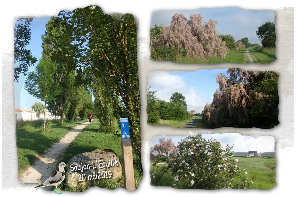Saujon-l'Eguille