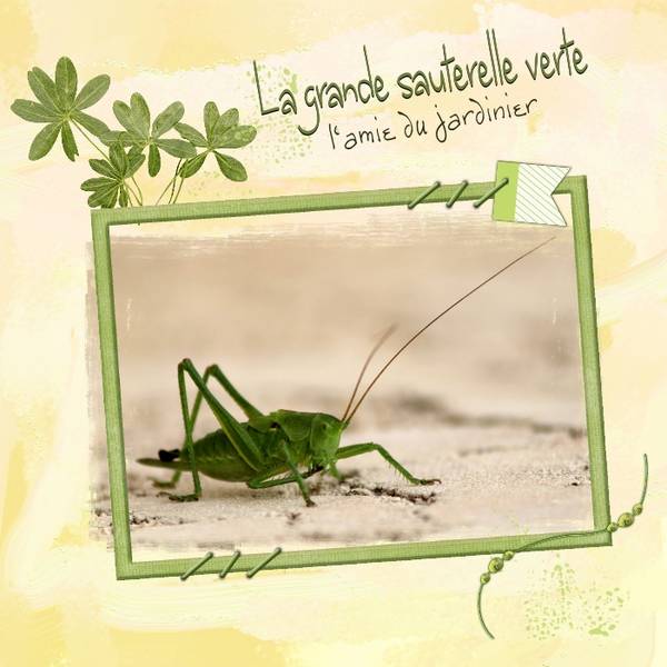 Sauterelle verte