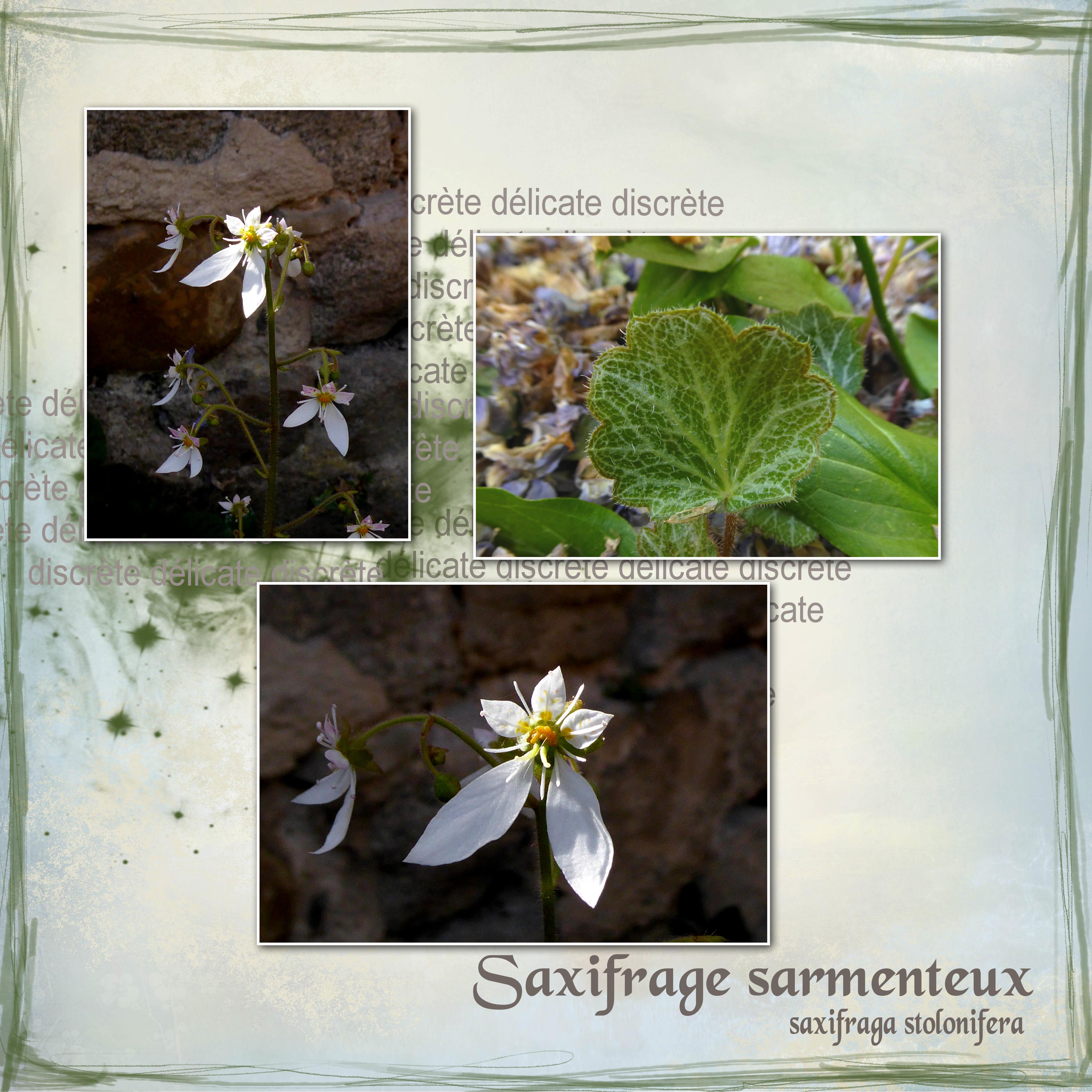 Saxifrage sarmenteux 2.jpg