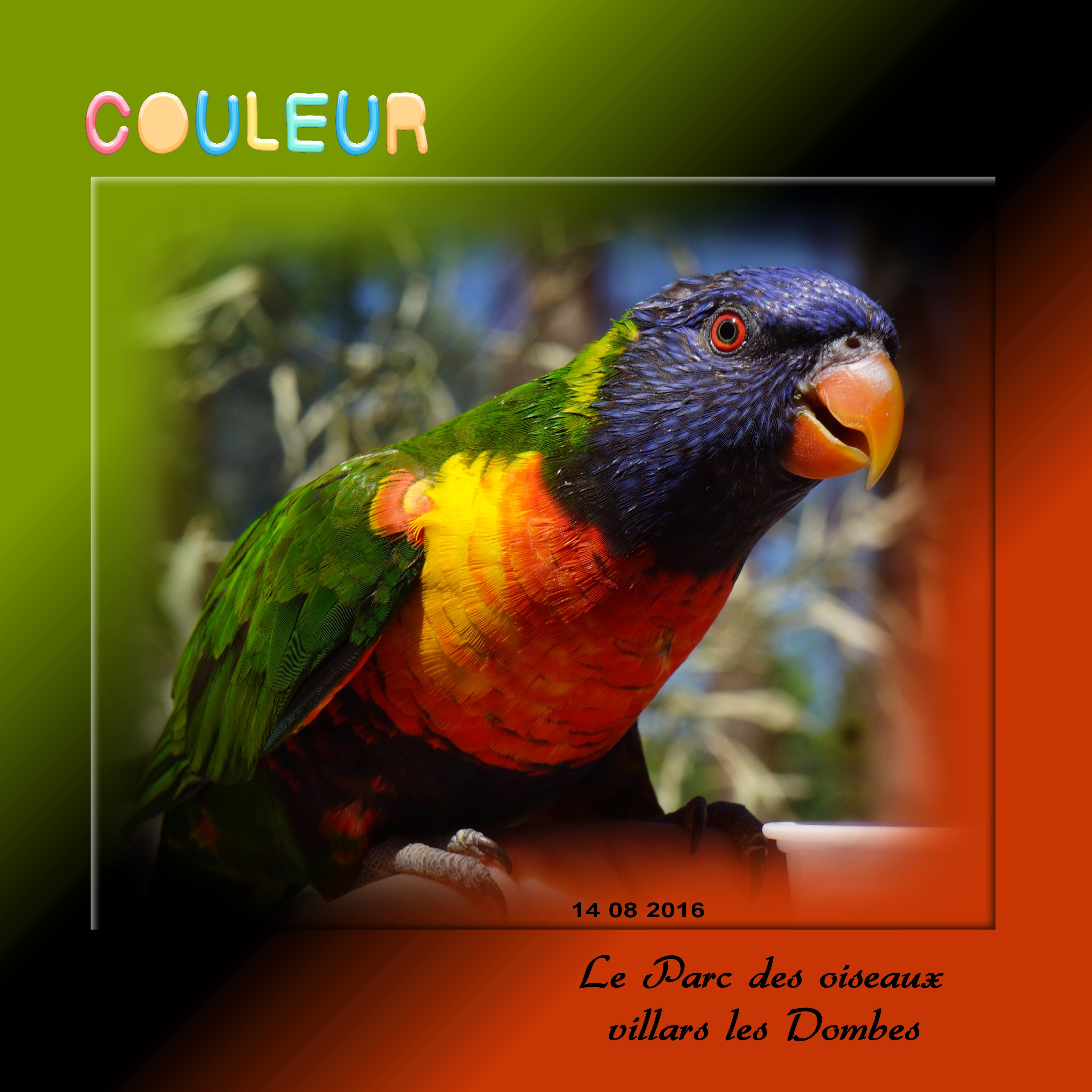 Scraotobe rcouleur.jpg