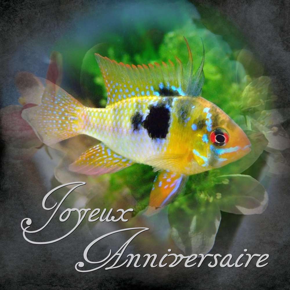 SCRAP DE JEFF - JOYEUX ANNIVERSAIRE