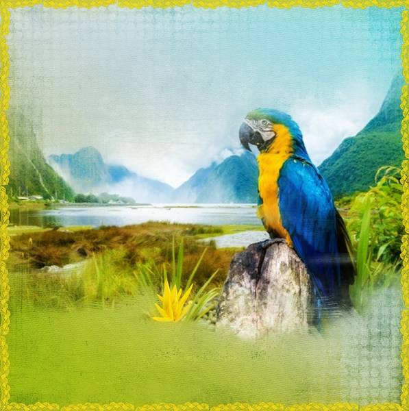 SCRAPATHON 4 BICOLORE